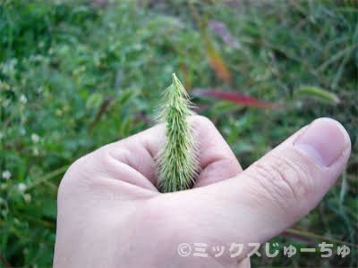 「この遊び忘れてた！」　猫じゃらしを逆さに握ってモミモミすると…懐かしすぎる光景に子供時代が蘇る