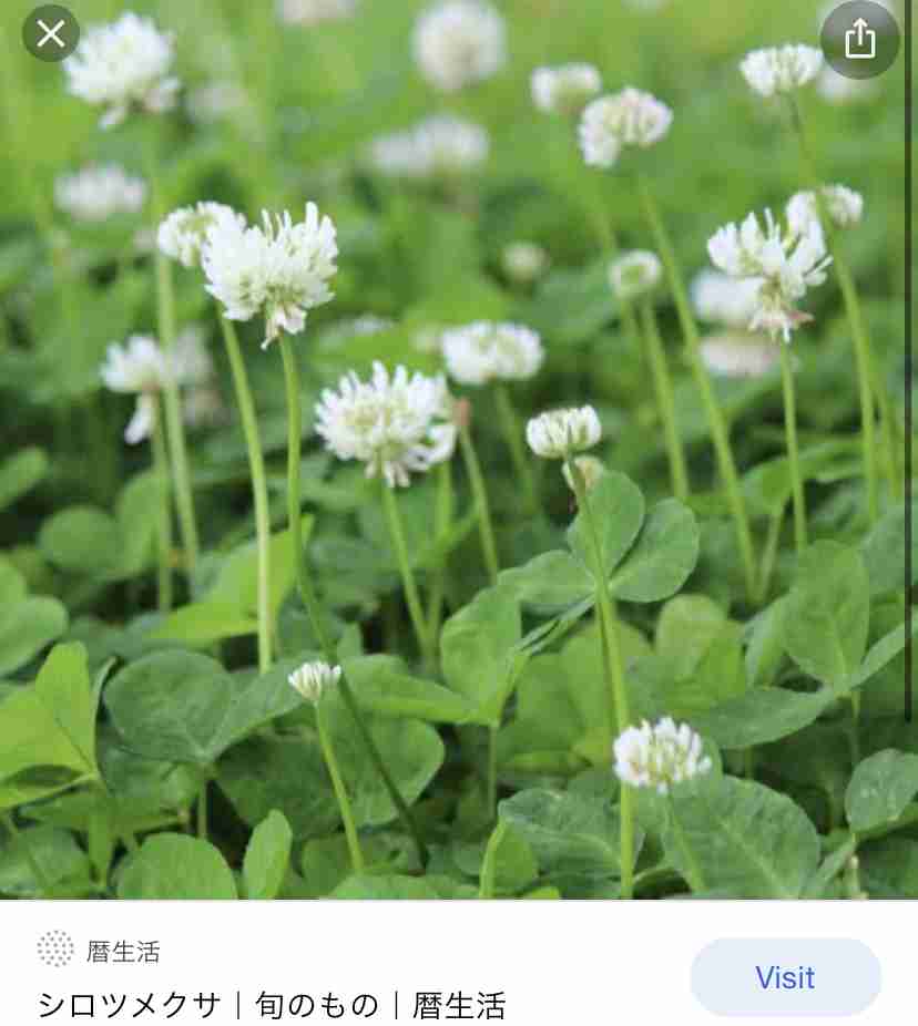 「この遊び忘れてた！」　猫じゃらしを逆さに握ってモミモミすると…懐かしすぎる光景に子供時代が蘇る