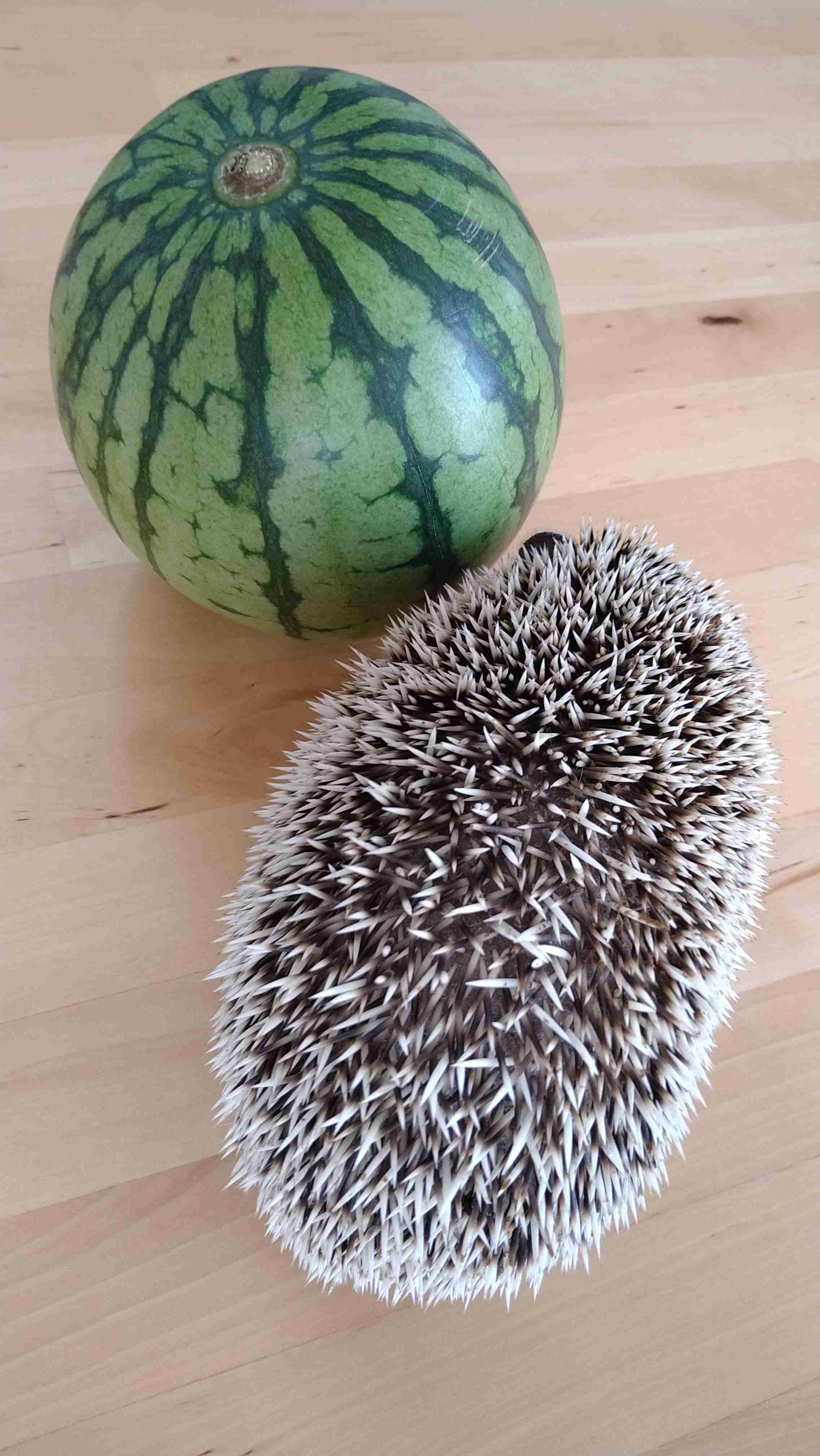 イナズマ模様が甘い証拠!?　おいしいスイカの見分け方