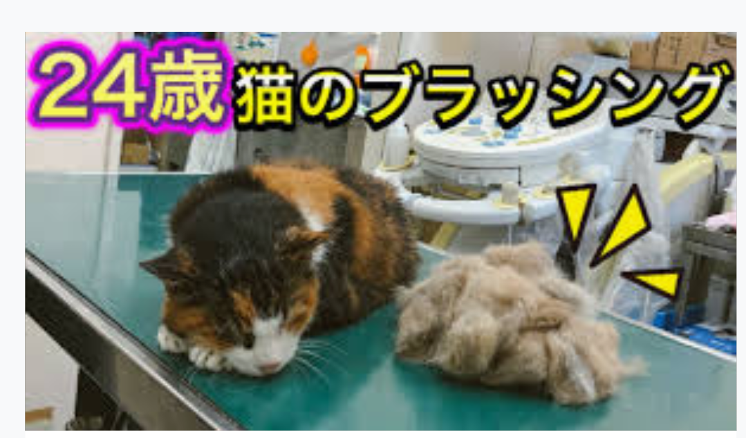 「ネコの宿命」腎臓病の治療法を開発　寿命が2倍、最長30年にも　東大大学院・宮崎徹教授インタビュー