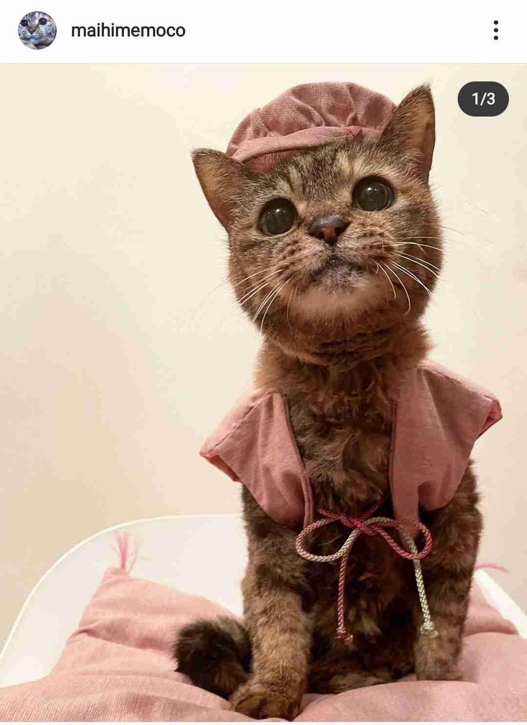 「ネコの宿命」腎臓病の治療法を開発　寿命が2倍、最長30年にも　東大大学院・宮崎徹教授インタビュー