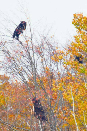「家の近くにクマがいた」住民から連絡…体長約2ｍ 付近の