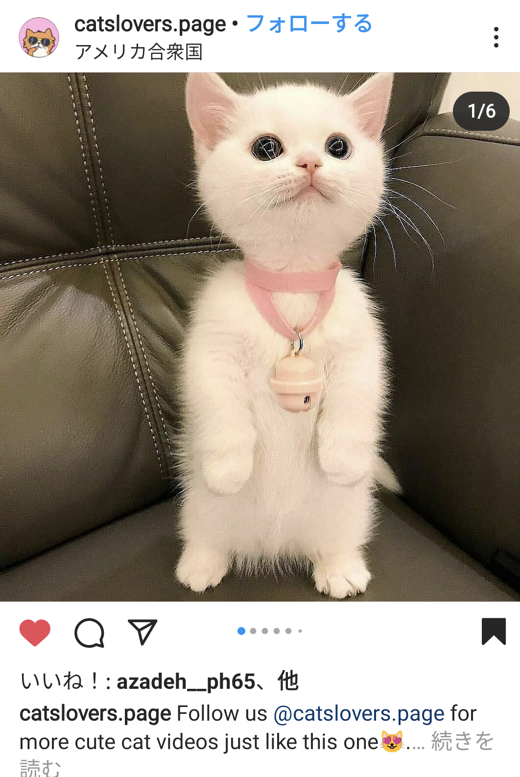 【ペット飼ってる方】動物嫌いの彼氏が出来た