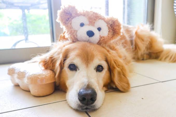 いろんなダッフィーが見たい!