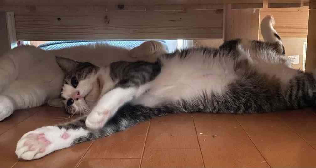 動物界のモテるやつの特徴