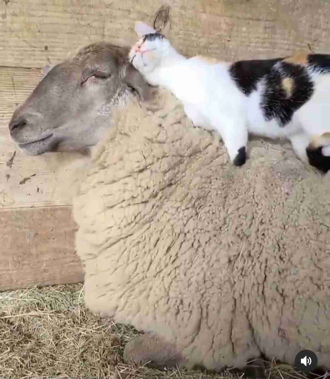 動物界のモテるやつの特徴