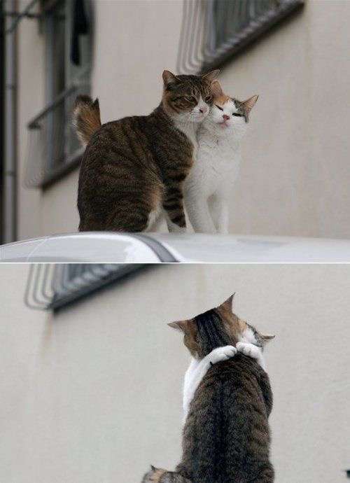動物界のモテるやつの特徴