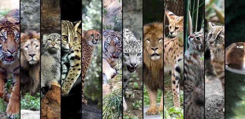 動物界のモテるやつの特徴