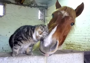 動物界のモテるやつの特徴