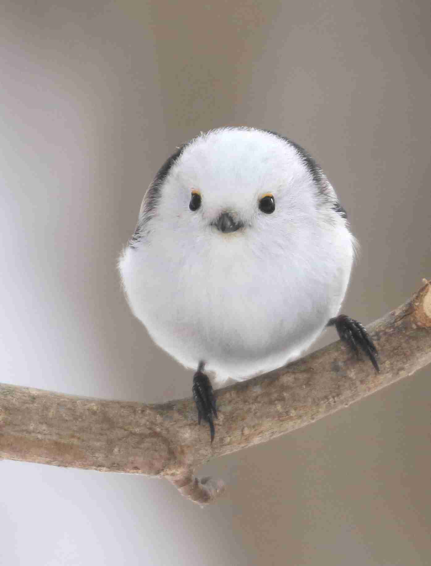 動物界のモテるやつの特徴