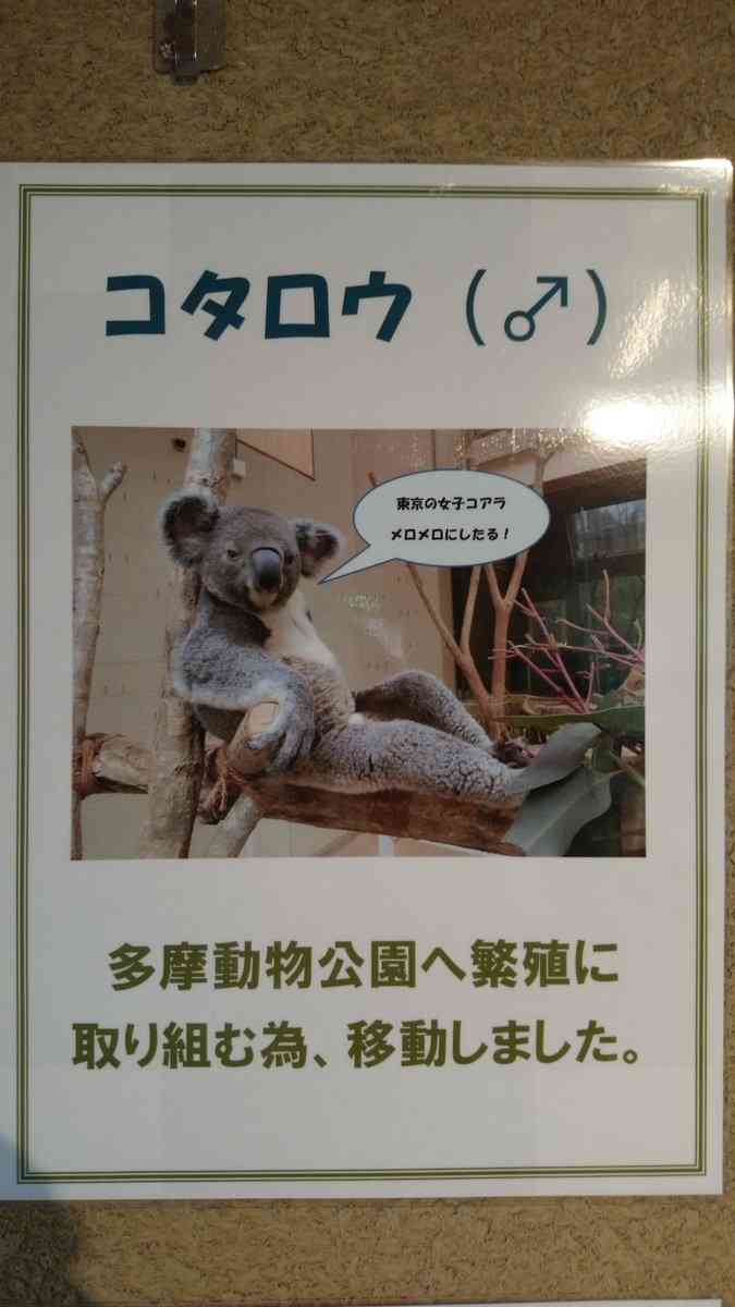 動物界のモテるやつの特徴