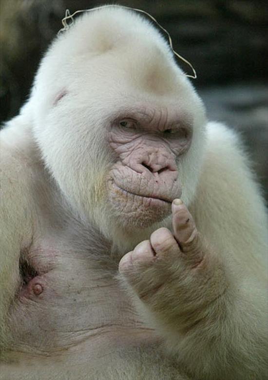 動物界のモテるやつの特徴