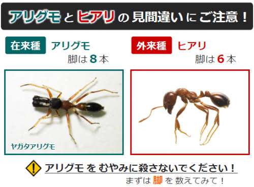 東京湾でヒアリ150匹発見 強い毒 全て働きアリ