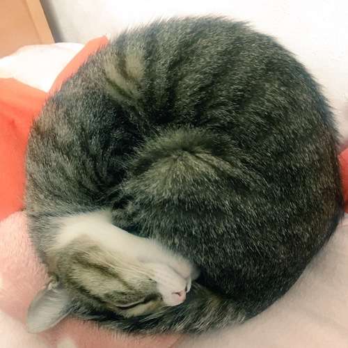 寝るときの体勢