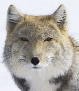 ガルちゃん 有料VIP特典あったら…