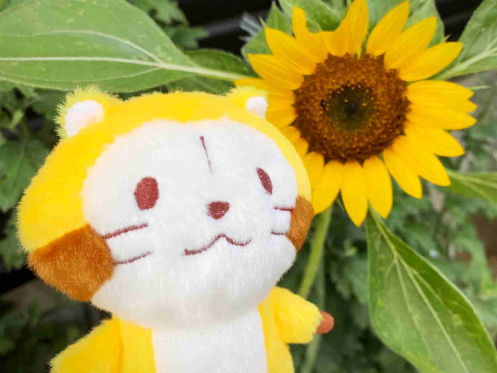 ぬいぐるみを溺愛してる人集合【part5】