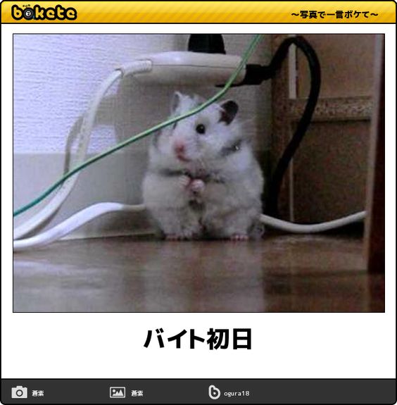皆の好きなボケて画像が見たいpart2