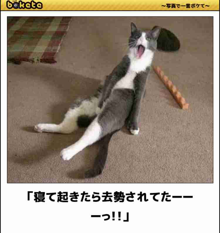 皆の好きなボケて画像が見たいpart2