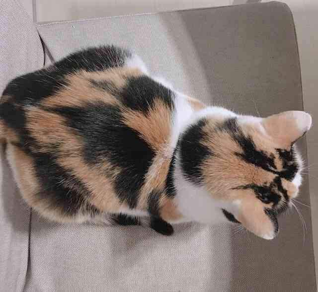 縁起がいいとされてるものがたくさん知りたい