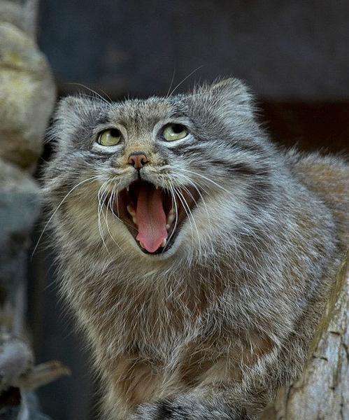 うっせえわを歌ってるように見える画像を貼るトピ