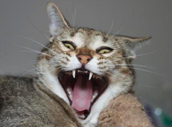 うっせえわを歌ってるように見える画像を貼るトピ