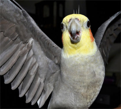 うっせえわを歌ってるように見える画像を貼るトピ