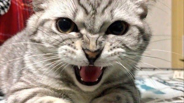 うっせえわを歌ってるように見える画像を貼るトピ