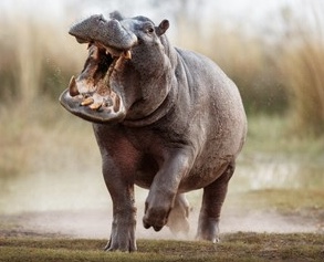 うっせえわを歌ってるように見える画像を貼るトピ