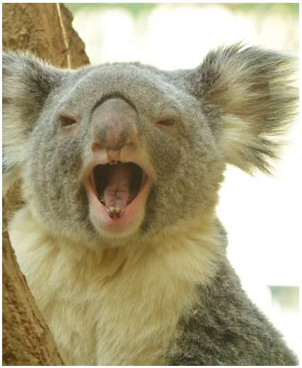 うっせえわを歌ってるように見える画像を貼るトピ