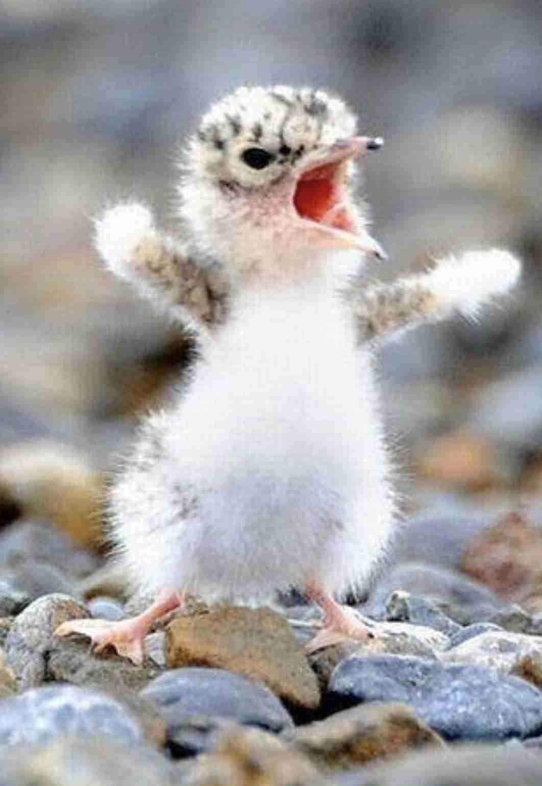 うっせえわを歌ってるように見える画像を貼るトピ