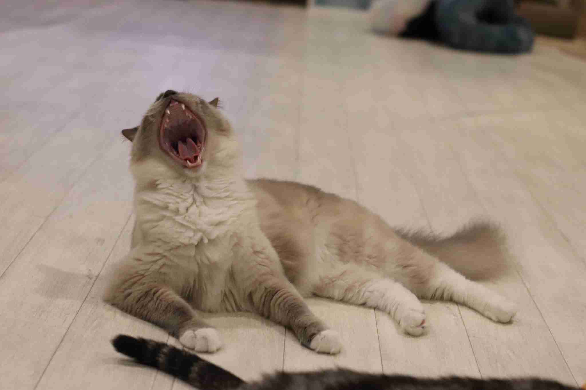 うっせえわを歌ってるように見える画像を貼るトピ