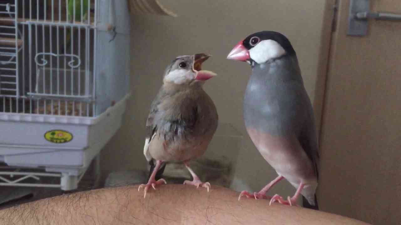 うっせえわを歌ってるように見える画像を貼るトピ