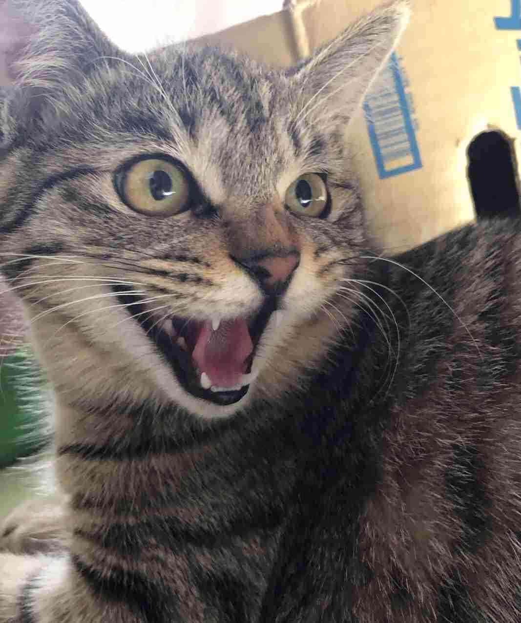 うっせえわを歌ってるように見える画像を貼るトピ