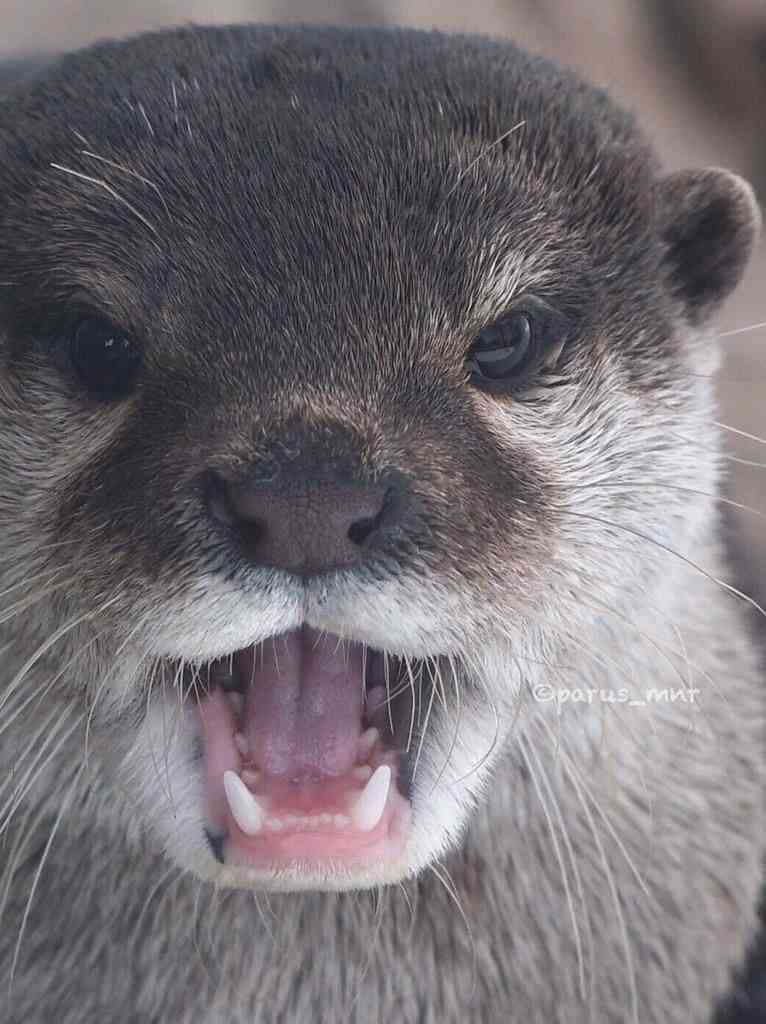 うっせえわを歌ってるように見える画像を貼るトピ