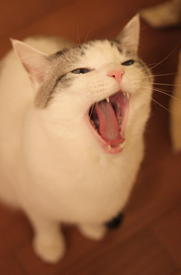 うっせえわを歌ってるように見える画像を貼るトピ