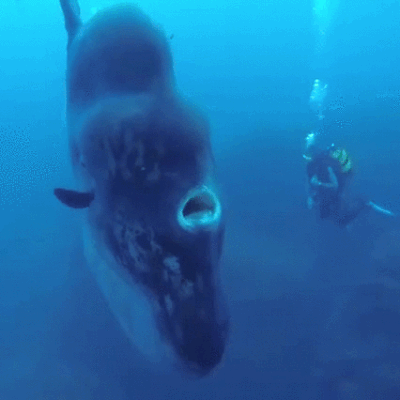 心霊とかグロじゃなくて、怖い(笑)ってなる画像やGIF part 2