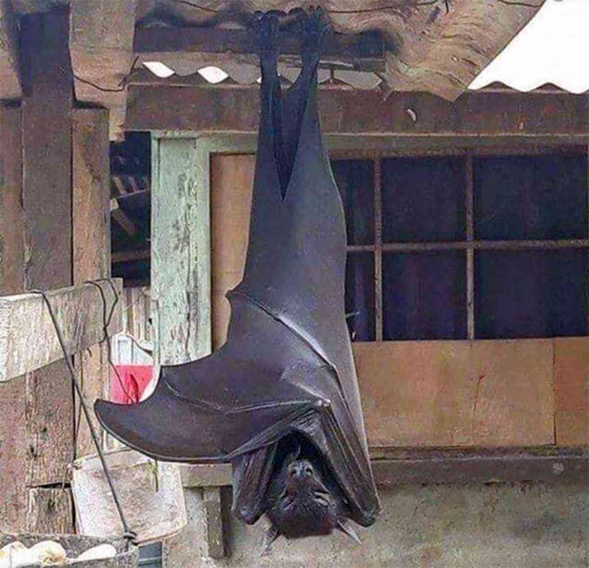 心霊とかグロじゃなくて、怖い(笑)ってなる画像やGIF part 2