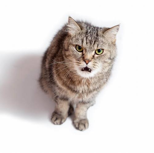 心霊とかグロじゃなくて、怖い(笑)ってなる画像やGIF part 2