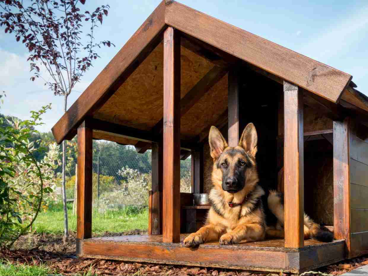 外で犬飼ってる人いますか?