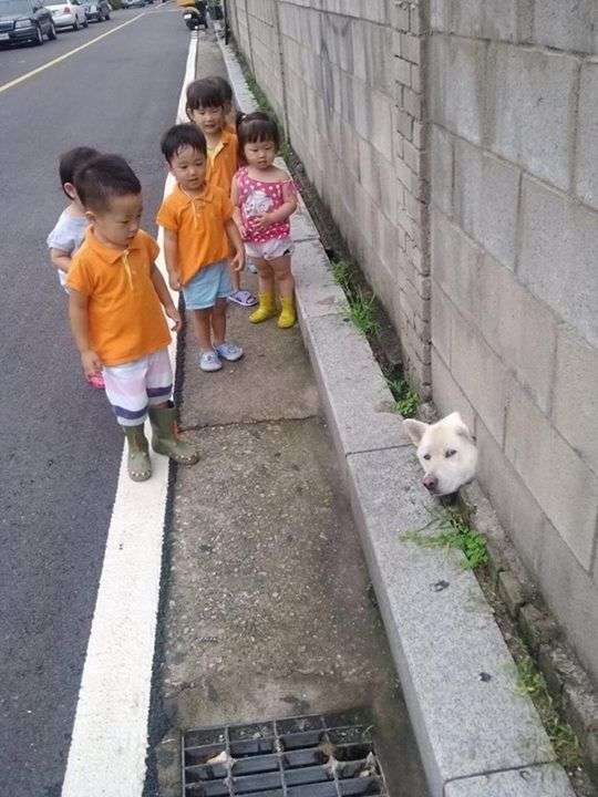 外で犬飼ってる人いますか?