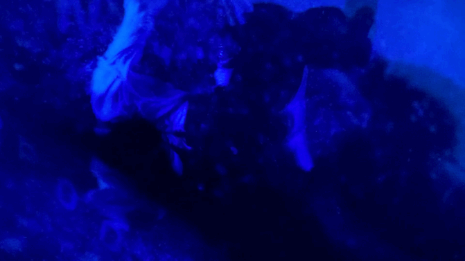 【again】「タイタニック」を語りたい【アゲイン】