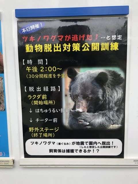 動物園の捕獲訓練がみたい🐻
