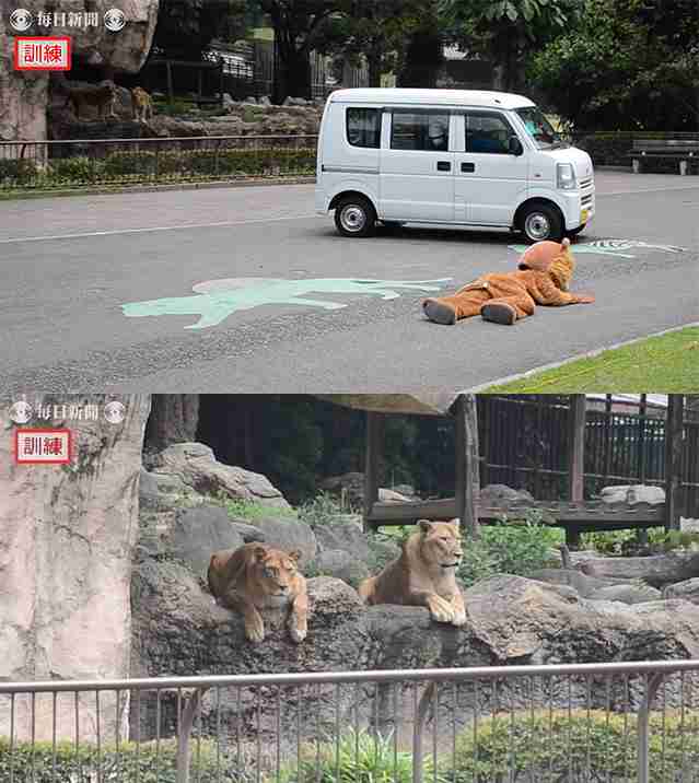動物園の捕獲訓練がみたい🐻