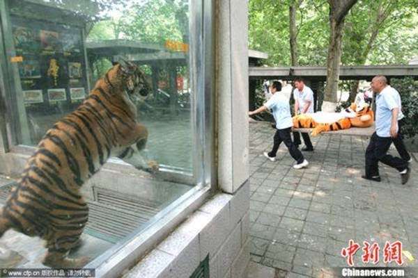 動物園の捕獲訓練がみたい🐻