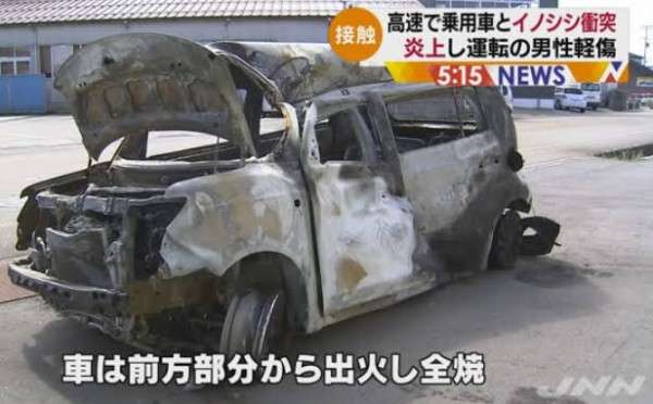 イノシシの後ろ脚が側溝にはまり、東北道が一時通行止め 