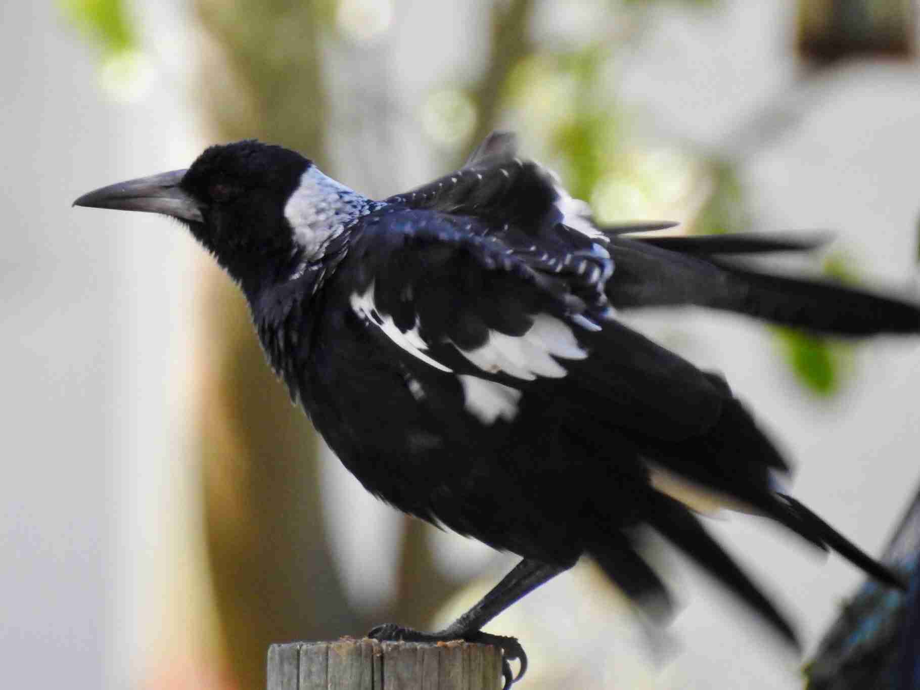母親が鳥に襲われ転倒、抱いていた乳児が負傷して死亡　豪ブリスベン