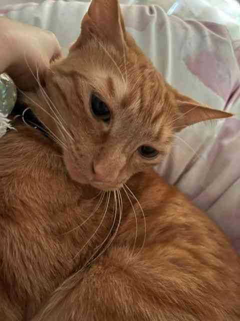 中川翔子、コロナ禍での“出待ち”自粛求む「状況を鑑みていただけると」