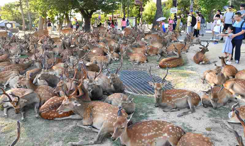 シカも少子化? 奈良公園の子鹿、前年調査の3分の1に