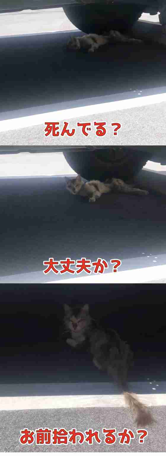 虐待動画の猫、保護されず「YouTuber」の手に戻る…弁護士は「警察の対応」も問題視