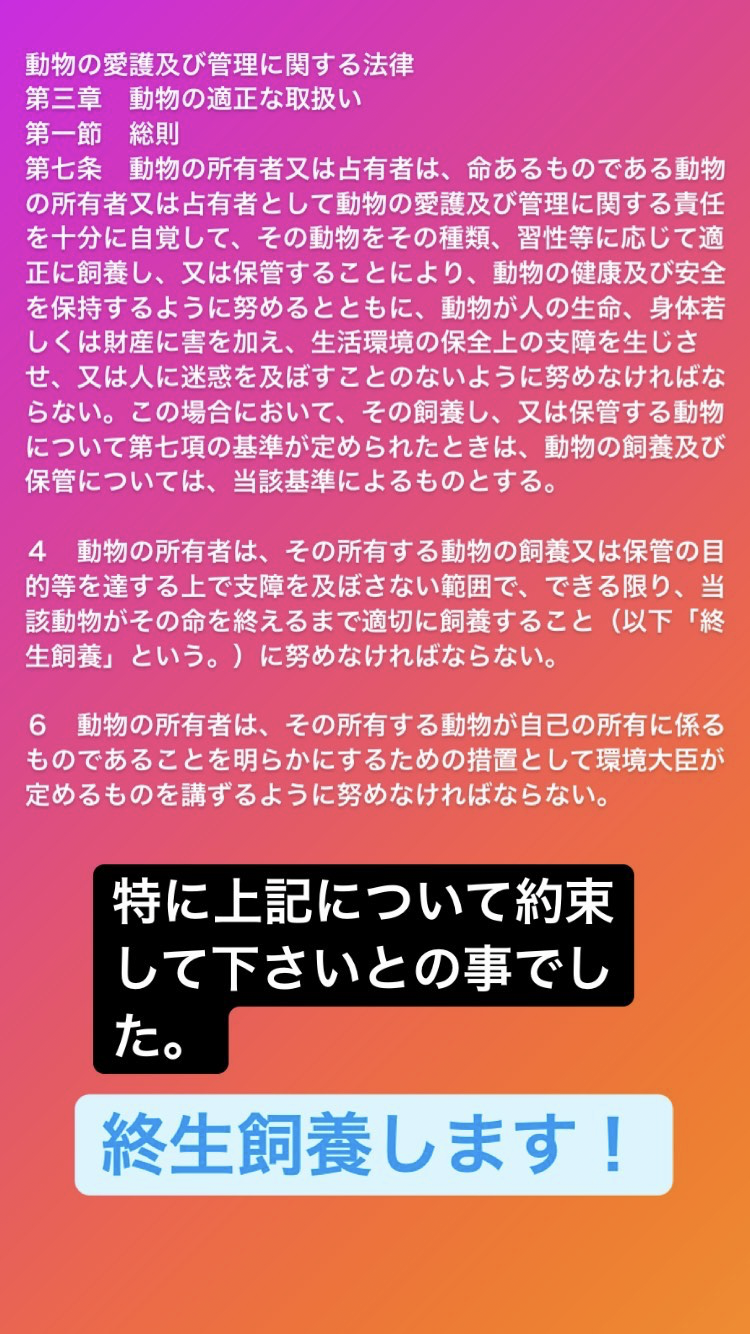 虐待動画の猫、保護されず「YouTuber」の手に戻る…弁護士は「警察の対応」も問題視